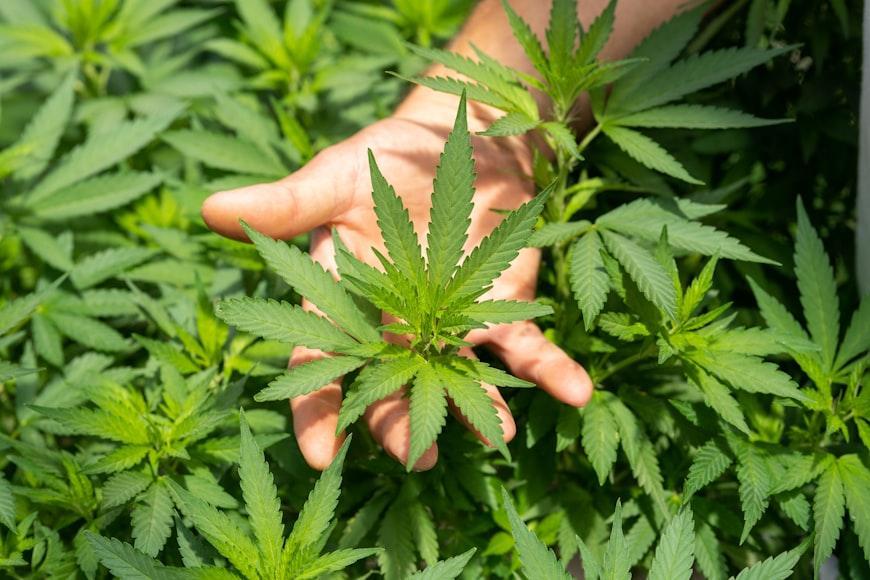 cannabis farmer showing cannabis plants in the vegetative stage