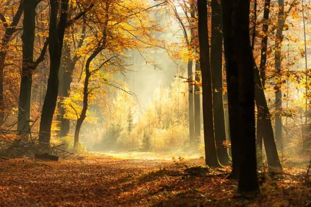 Deep Into Nature: 15 Captivating Scenes, deep nature, immersive photos, nature, landscape, jungle, mountain, hidden spots