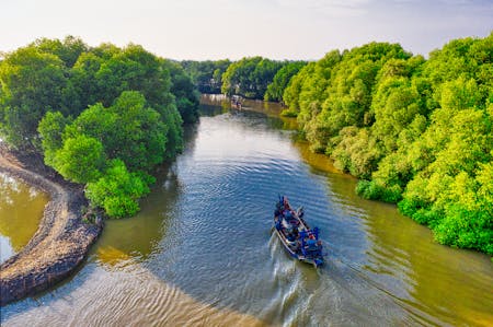 Rừng ngập mặn trên sông.