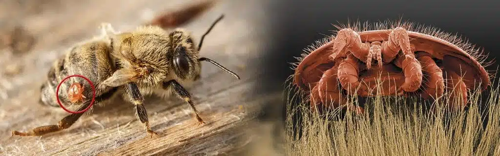 Diagnostic du varroa : détection et prise de décision - MALADIES & PARASITES