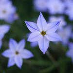 40 flowers name in hindi