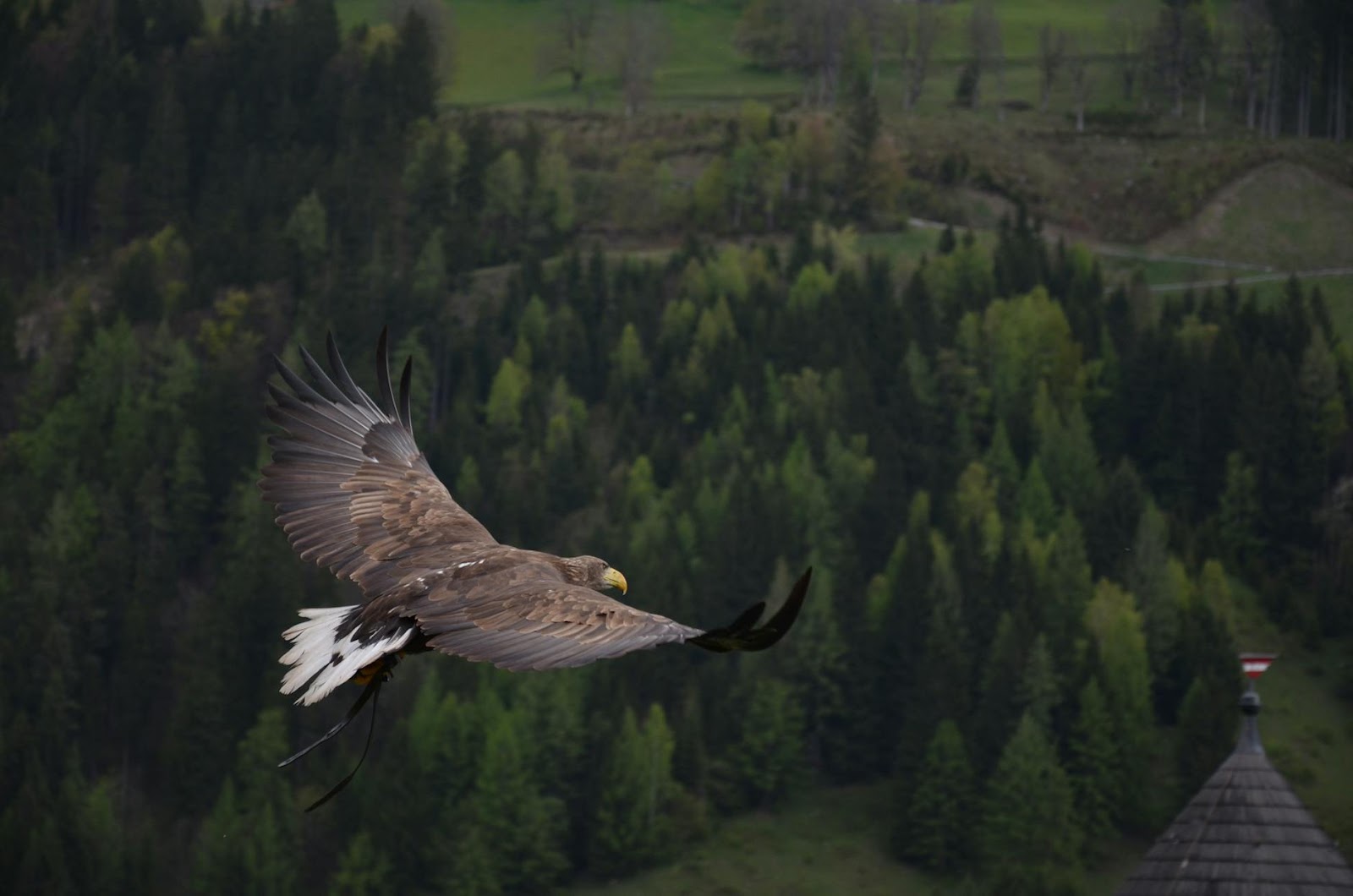 https://www.pexels.com/photo/brown-hawk-flying-freely-56865/