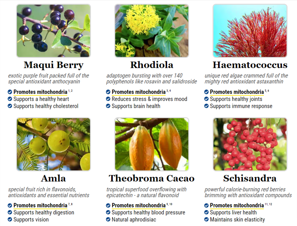 mitolyn ingredients