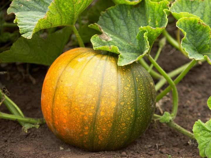 National Symbols Of India - national vegetable - Pumpkin