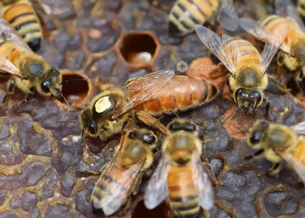 Les sous-espèces d’abeilles et tous les type de croisements - APICULTEUR DÉBUTANT