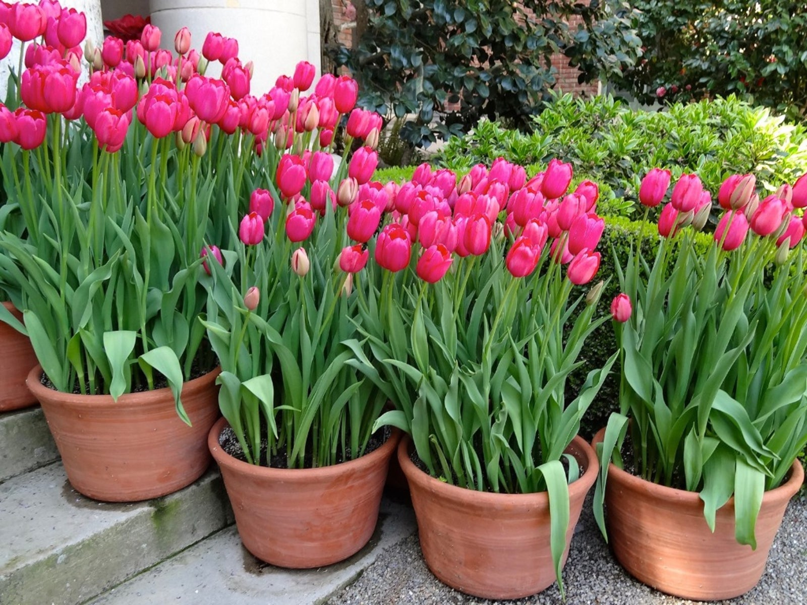 Tulip Bulbs