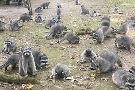 Raccoons