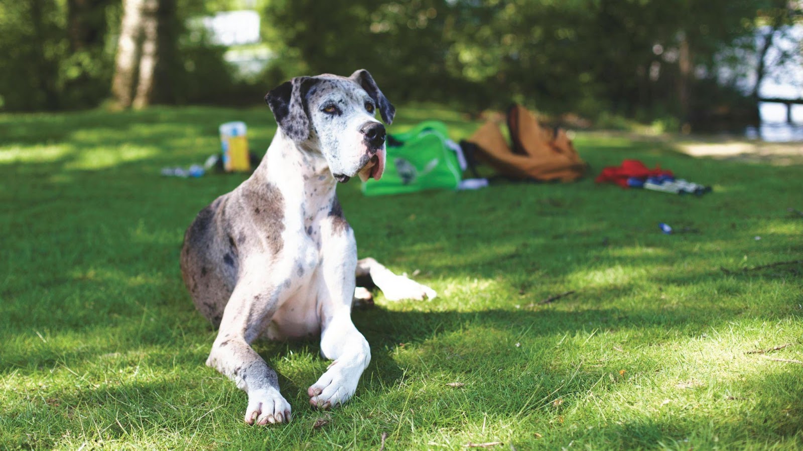 Great Danes