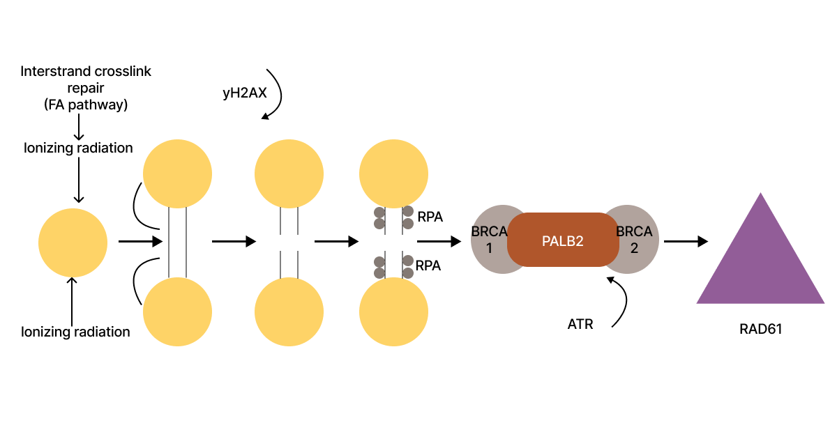 The Importance of PALB2 in DNA Repair and Tumor Suppression 