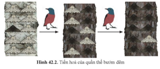 BÀI 42: GIỚI THIỆU VỀ TIẾN HÓA CHỌN LỌC NHÂN TẠO VÀ CHỌN LỌC TỰ NHIÊN