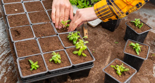 Transplanting Techniques