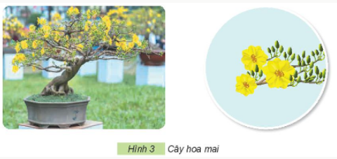 BÀI 2. MỘT SỐ LOÀI HOA, CÂY CẢNH PHỔ BIẾN