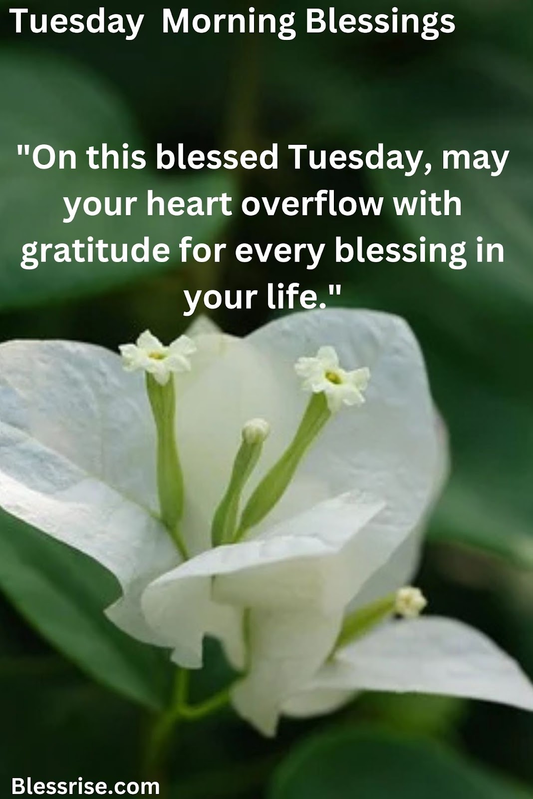 Tuesday morning blessings