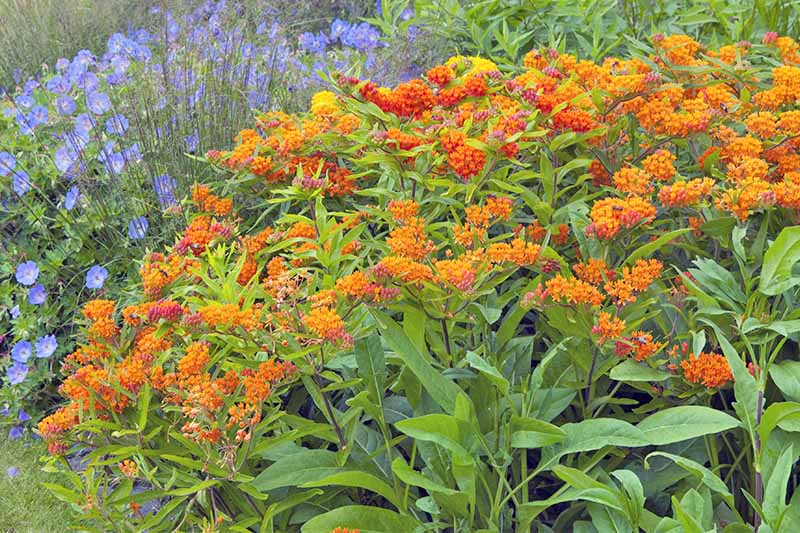 Milkweed Maintenance and Garden Integration