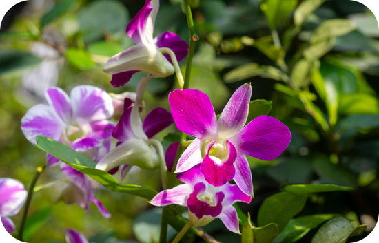 several purple flower with plants in the background