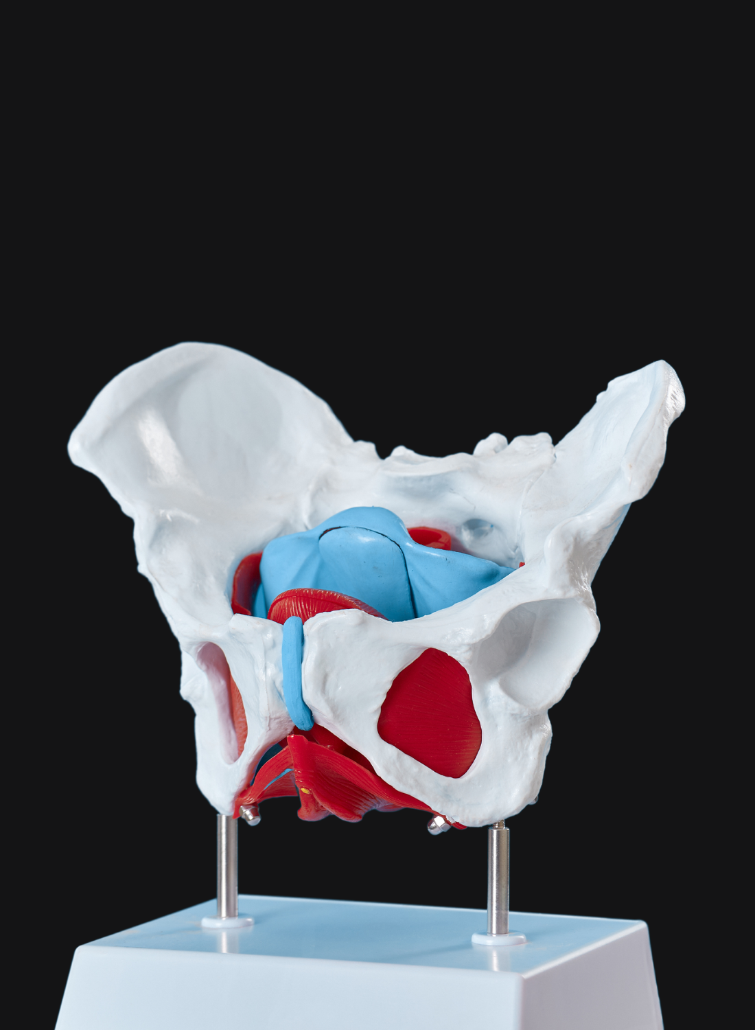 male pelvic floor
