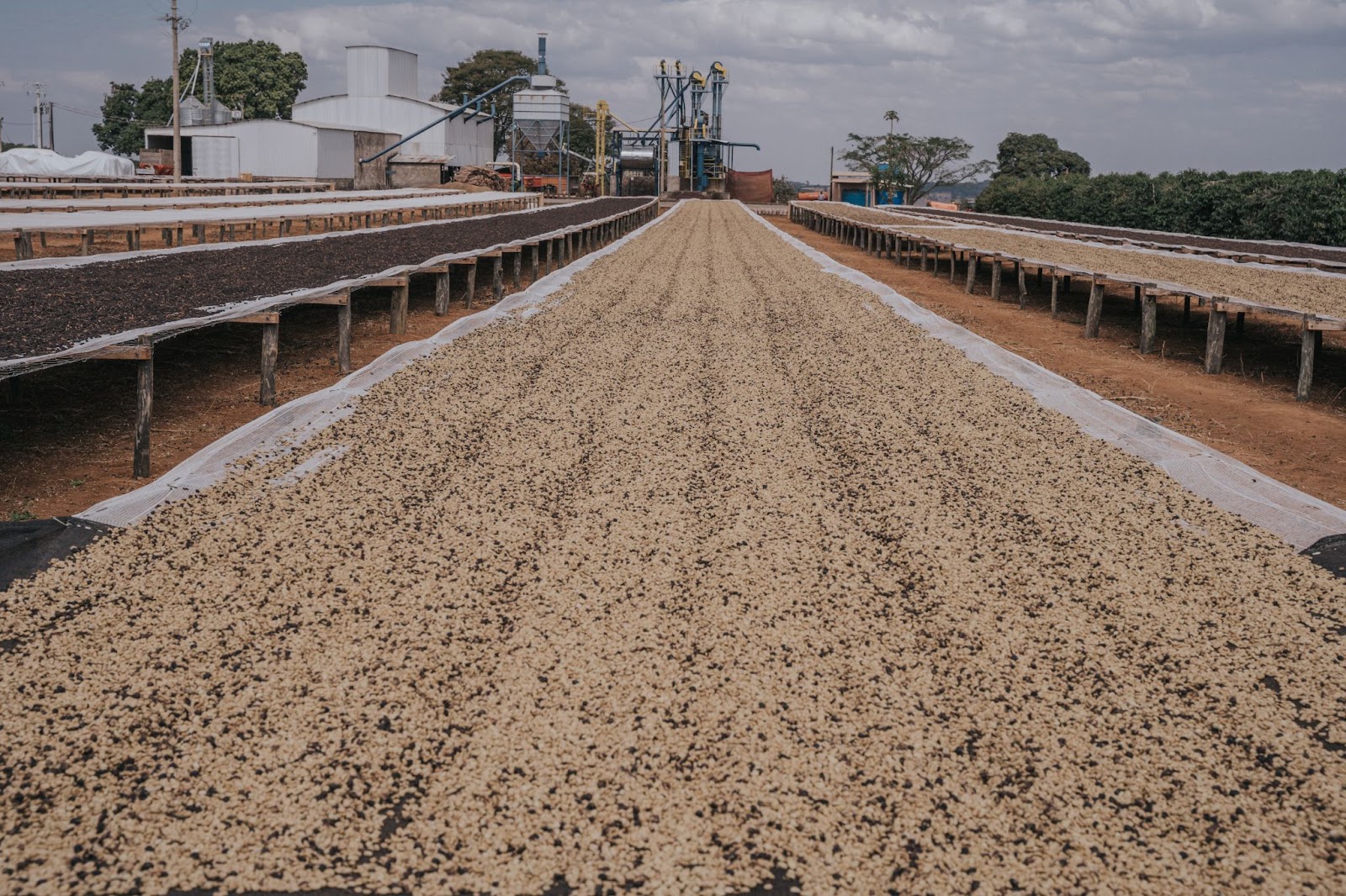 Café secando em terreiro suspenso em fazenda no interior de Minas Gerais. 