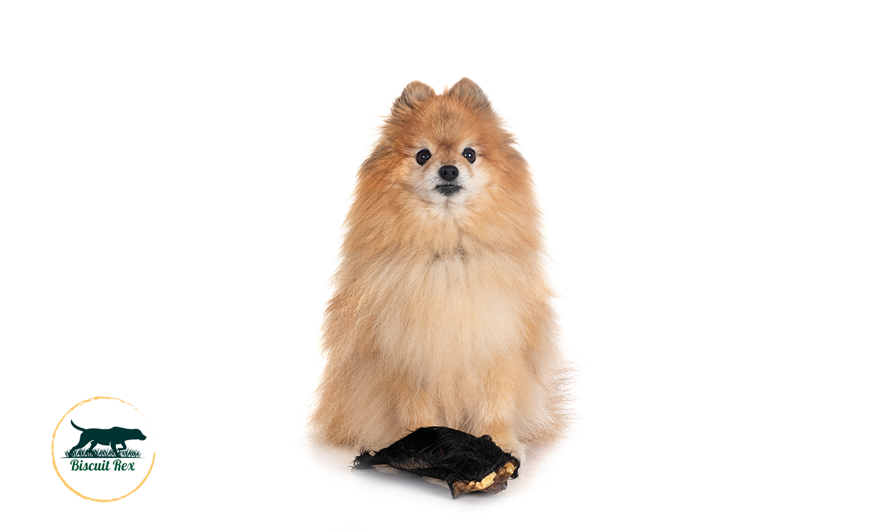 Biscuit Rex