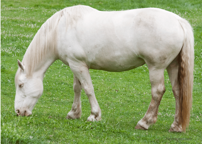 History of the Smoky Cream Horses