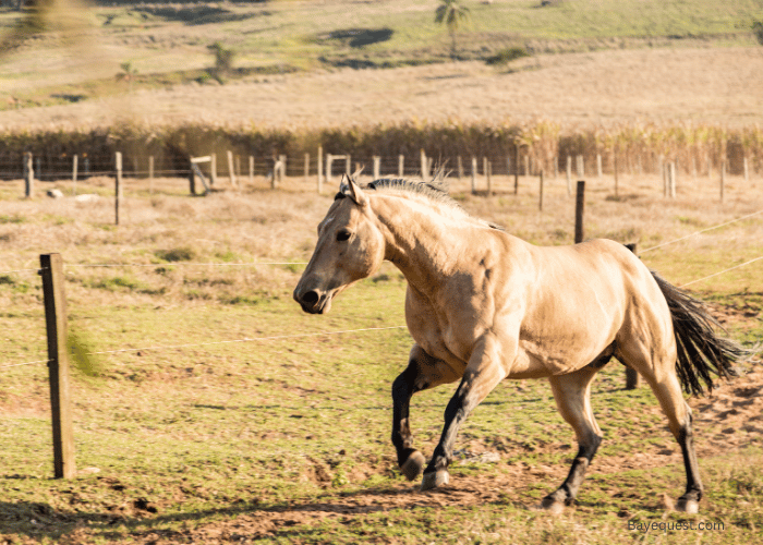 American Quarter Horse