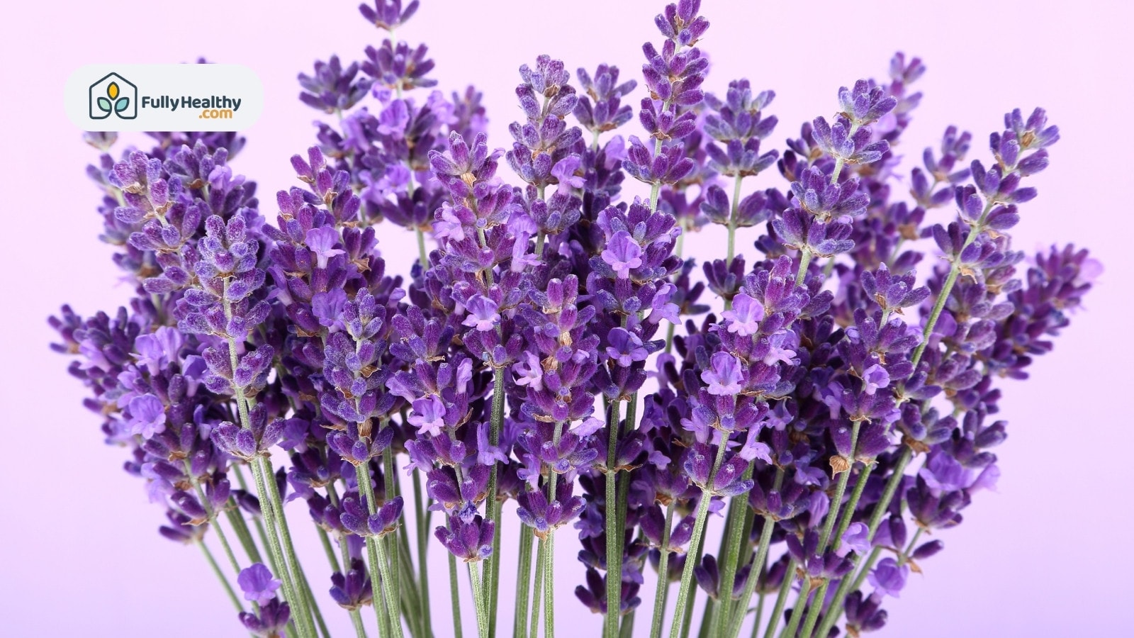 Fresh lavender bouquet with vivid purple flowers on pastel pink background