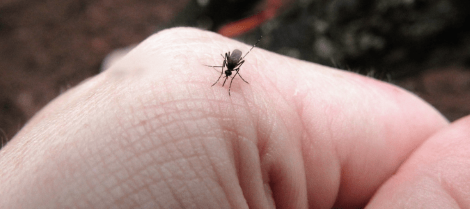 does a mosquito die after it bites you