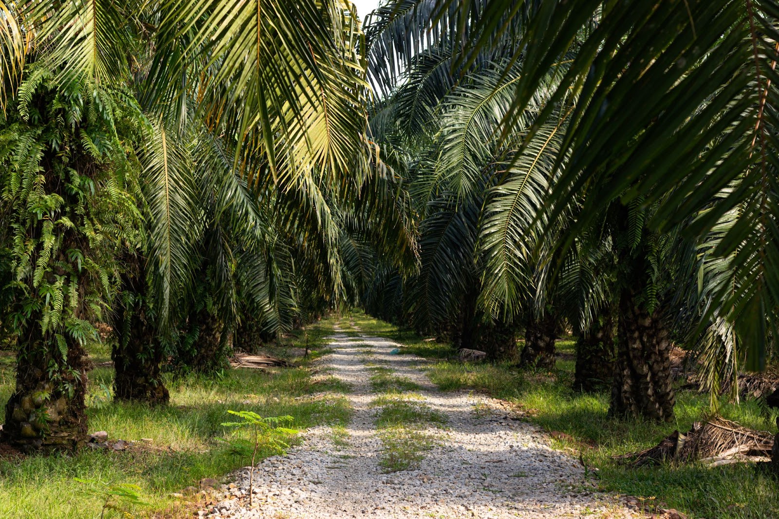 Illustration of palm plantation zonaebt.com 