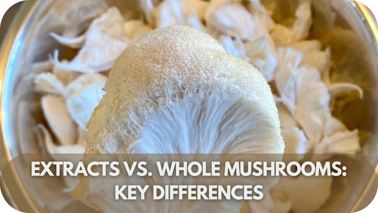 A side-by-side comparison of Lion’s Mane extracts and whole mushrooms, highlighting their unique benefits.