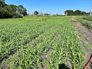 Field planted with rows of sorghum sudan grass