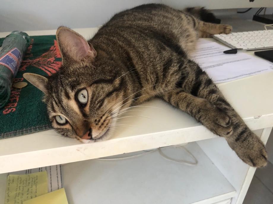 A cat lying on a desk

Description automatically generated