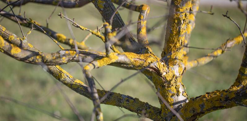 Lichens on the surface of apple bark. Harmful growths that cause disease, pests, and reduce the yield of fruit trees
