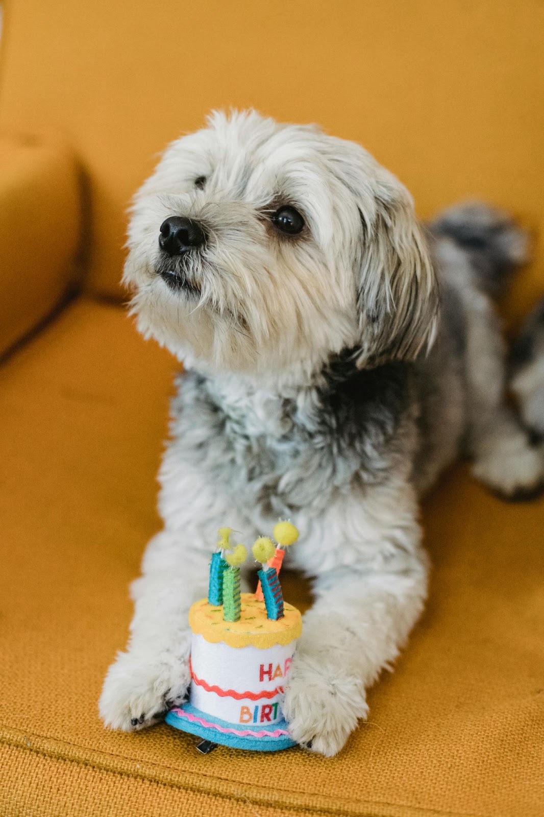 Go… Go Bingo, It’s Your Birthday: Why Your Pet Deserves to Party Too 2