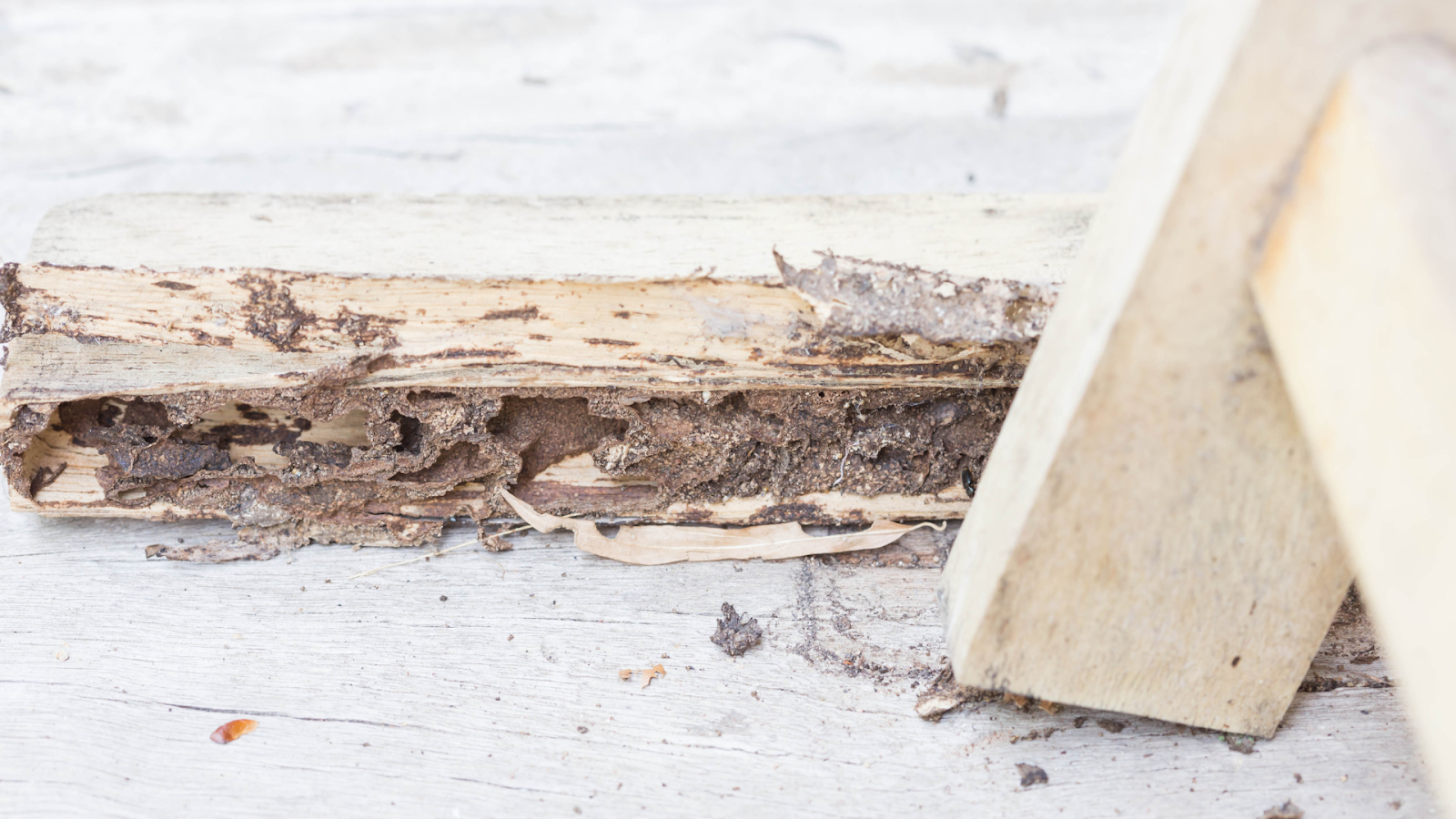 Sign of Termite Damage