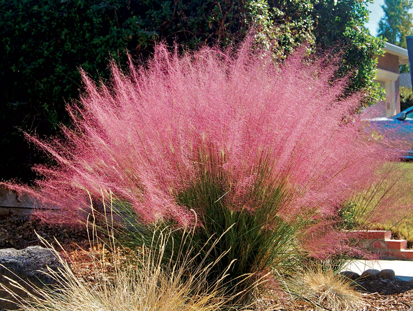 Pink Muhly Grass (Muhlenbergia capillaris)