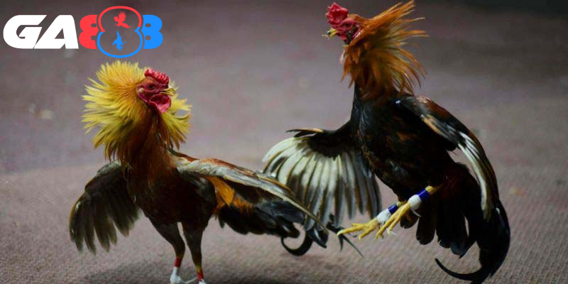 Nên ưu tiên chọn ngày đá gà theo ngũ hành