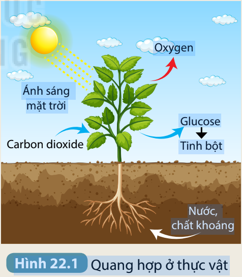BÀI 22. QUANG HỢP  MỞ ĐẦUCâu hỏi: Thực vật có khả năng tự tổng hợp chất hữu cơ cung cấp cho cơ thể và nhiều sinh vật khác trên Trái Đất. Khả năng kì diệu đó được gọi là quang hợp.Vậy quang hợp diễn ra ở đâu trong cơ thể thực vật? Thực vật thực hiện được quá trình đó bằng cách nào?Đáp án chuẩn:Quang hợp diễn ra ở lá cây. Thực vật quang hợp cần nước và CO2 dưới điều kiện có ánh sáng mặt trời.I. KHÁI QUÁT VỀ QUANG HỢP1. Khái niệm quang hợpCâu 1: Quan sát Hình 22.1 rồi hoàn thành nội dung theo mẫu Bảng 22.1 Đáp án chuẩn:Nguyên liệu (chất lấy vào)Sản phẩm (chất tạo ra)Các yếu tố tham giaCarbon dioxide, nước, khoáng chấtGlucose và Tinh bộtÁnh sáng mặt trời, diệp lụcCâu 2: Dựa vào kết quả ở câu 1, phát biểu khái niệm và viết phương trình tổng quát quá trình quang hợpĐáp án chuẩn:Quang hợp là quá trình lá cây sử dụng nước và khí carbon dioxide nhờ năng lượng ánh sáng đã được diệp lục hấp thụ để tổng hợp chất hữu cơ và giải phóng oxygen.3. Mối quan hệ giữa trao đổi chất và chuyển hóa năng lượng trong quang hợpCâu hỏi: Quan sát Hình 22.2 và đọc thông tin trên để Giải nhanh câu hỏi: Những chất nào được trao đổi giữa tế bào lá với môi trường và dạng năng lượng nào được chuyển hóa trong quá trình quang hợp?Đáp án chuẩn:- Chất được trao đổi: H2O, CO2- Quang năng → hóa năngII. VAI TRÒ CỦA LÁ CÂY VỚI CHỨC NĂNG QUANG HỢP