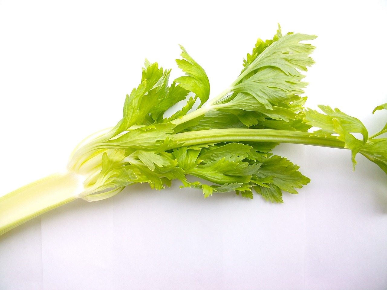 celery vegetable seeds that need stratification