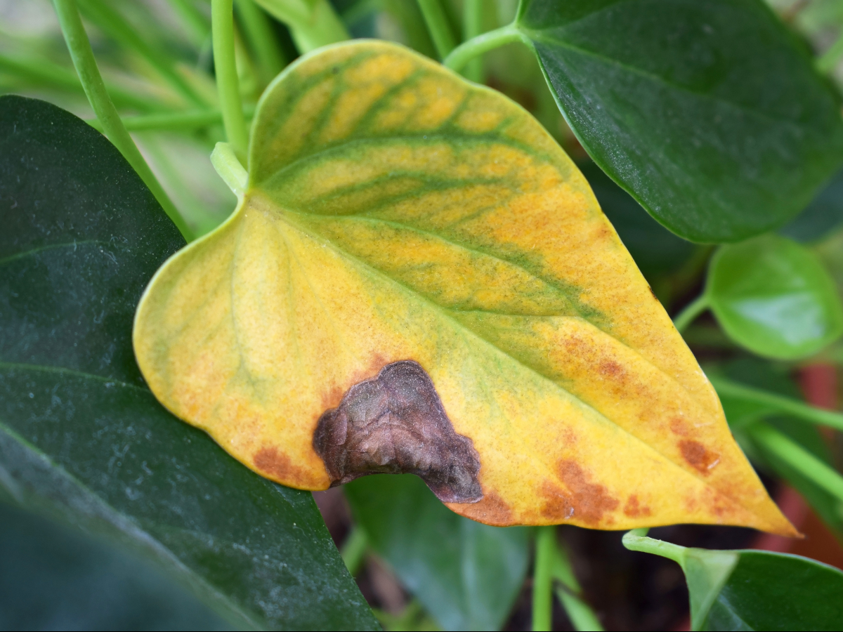 Plant Rescue Guide