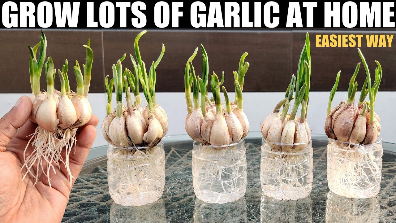 How to Grow Garlic at Home