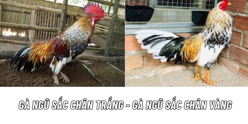 Đặc điểm chi tiết gà tre ngũ sắc chân trắng - chân vàng 