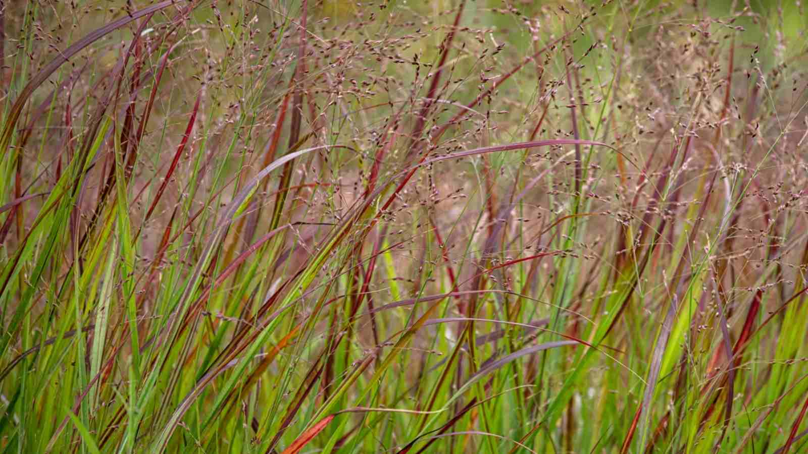 Switchgrass Botanical Characteristics and Growth Habits