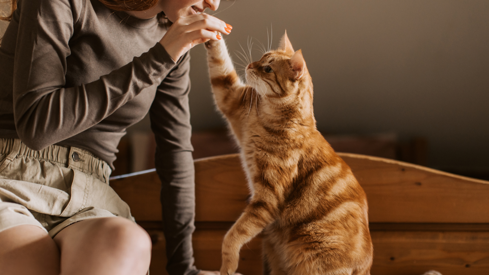 how to train a cat