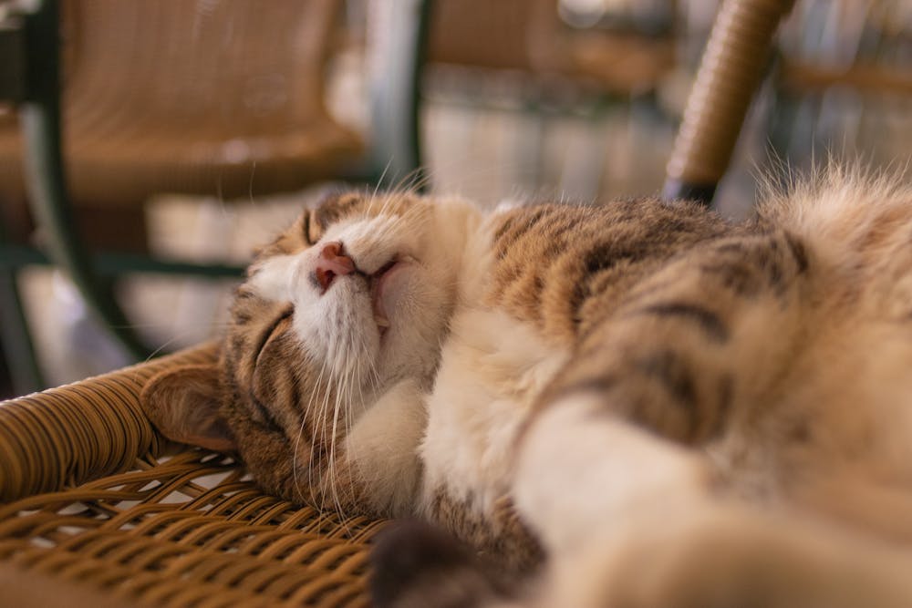 Cat Sleeping on chair