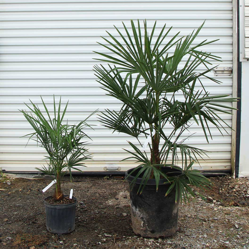 Benefits of Growing Windmill Palms