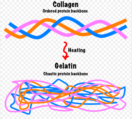Gelatin is a protein derived from collagen