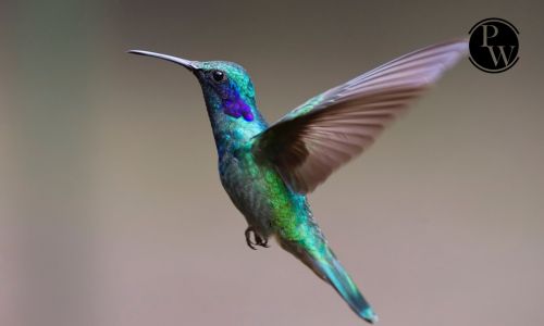 Hummingbird
