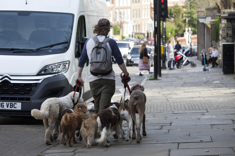 walking the dogs