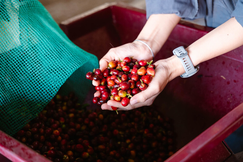 Why Choose Robusta Coffee?