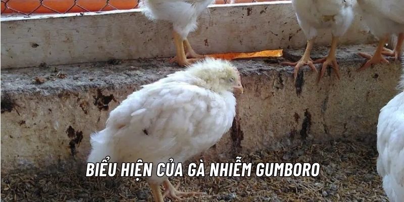 Mô tả chi tiết biểu hiện của gà nhiễm Gumboro 