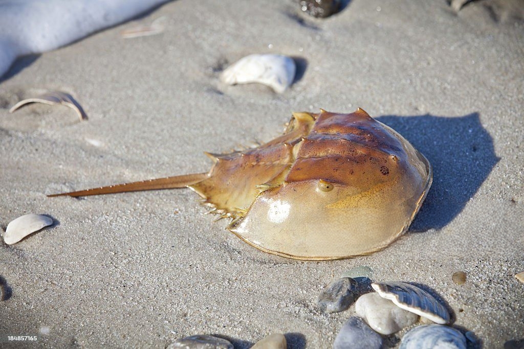 Horseshoe Crab Pet